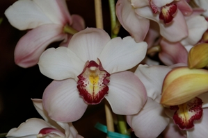 Cymbidium Mount Cook The Dove CCM/AOS 84 pts.